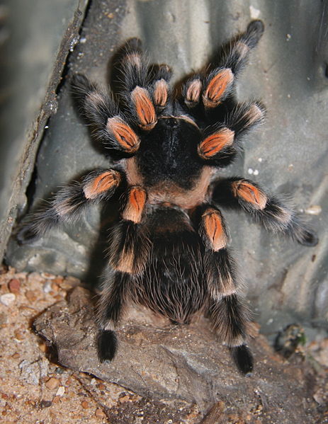 mexican red knee tarantula spiderling
