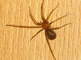 Chilean recluse spider