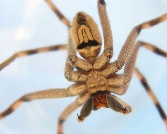 Huntsman spider - Wikipedia