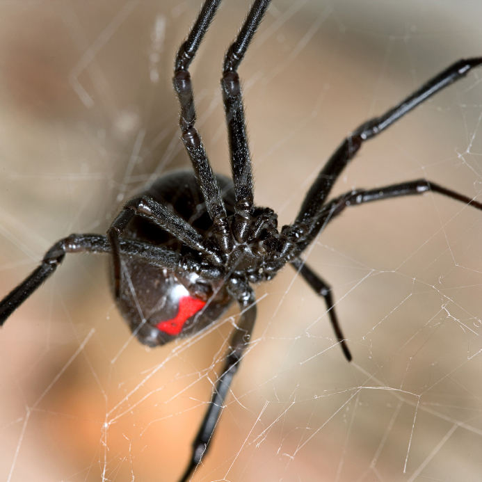 Spider silk - Wikipedia