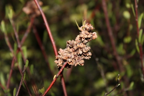 Eriophyes plaginus Arachnipedia Wiki Fandom
