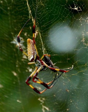 slim fit dress slacks Golden orb-weaver spider  Odds and Insects