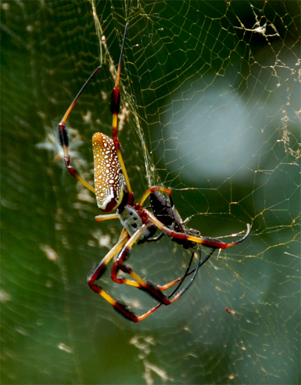 nephila edulis eating a bird