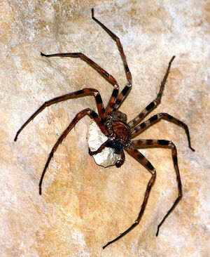 Three species of extremely primitive spider discovered in China