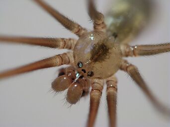 800px-CellarSpider