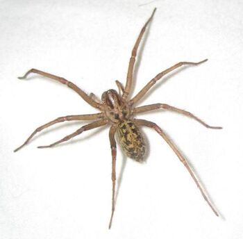 Hobo-spider