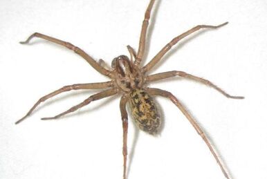 Sicariidae - Wikipedia