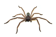 Huntsman spider