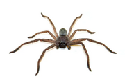 Huntsman spider 