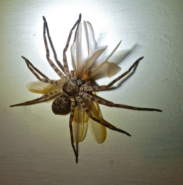 Giant huntsman spider: The largest spider by leg span