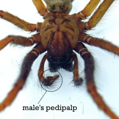 Male-spiders-pedipalp.jpg