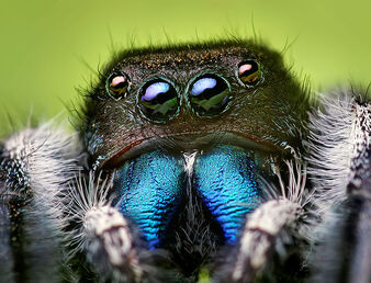 786px-Phidippus audax male