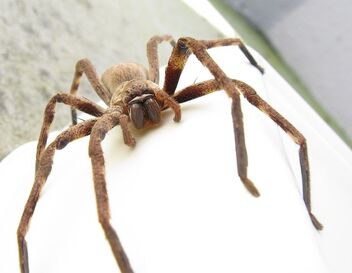 772px-Sparassidae Palystes castaneus mature female 9923s