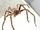 Huntsman spider (Sparassidae)
