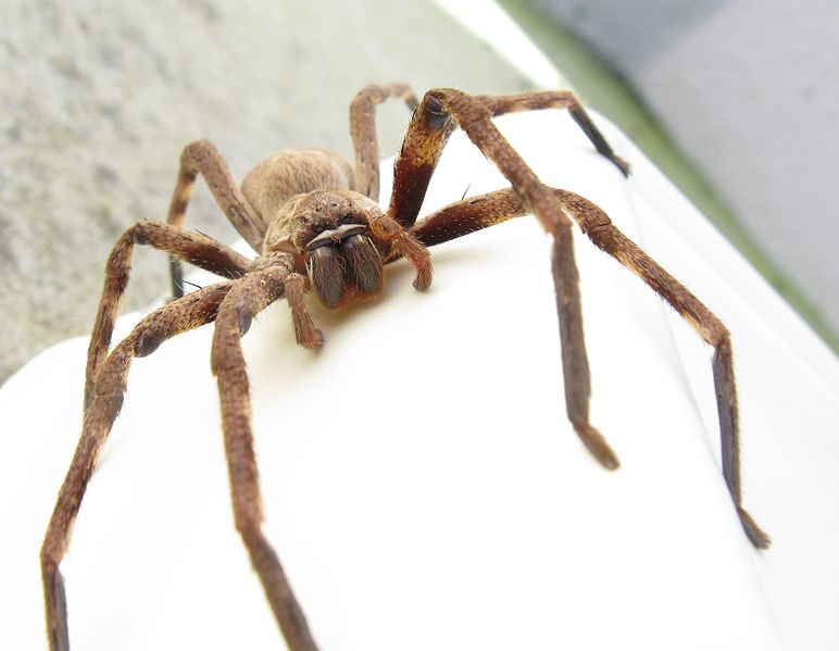 Sydney funnel-web spider - Wikipedia