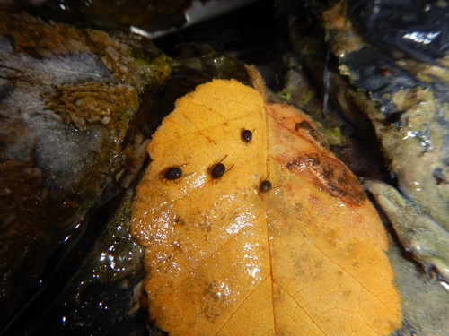 Nevada Water Mite (Thermacarus nevadensis) Arachnipedia Wiki Fandom