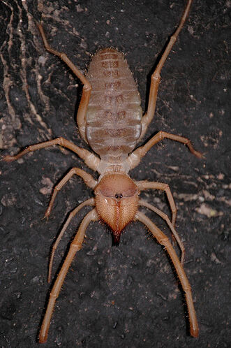 Scaling of foreleg tibia length with body size in spiders. Filled