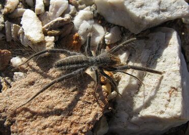 800px-Solfugid in veld near Uniondale (Western Cape) 1600