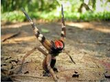 Brazilian wandering spider (Phoneutria)