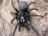 Sydney funnel-web spider (Atrax robustus)