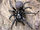 Sydney funnel-web spider (Atrax robustus)