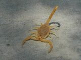 Arizona bark scorpion