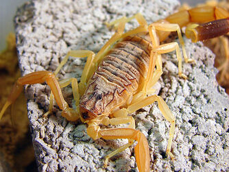 Deathstalker Dangerous Scorpion