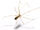 Cellar Spiders (Pholcidae)