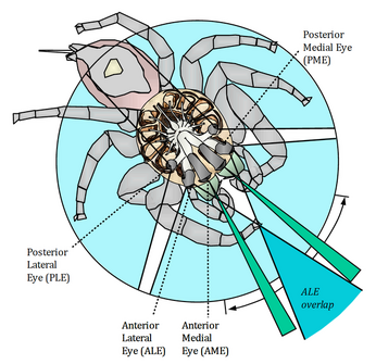 619px-Jumping spider vision David Hill