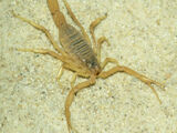 Death Stalker (Leiurus quinquestriatus)