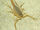Death Stalker (Leiurus quinquestriatus)