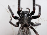 Black house spider (Badumna insignis)