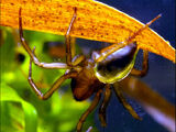 Diving bell spider (Argyroneta aquatica)