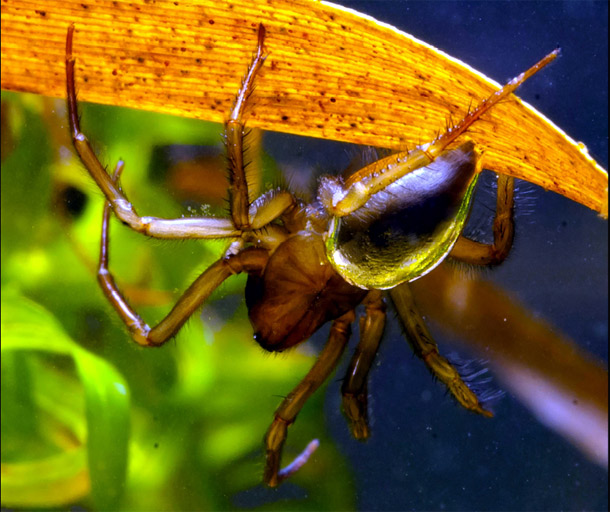 diving bell spider