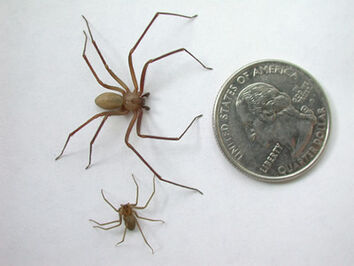 Brown recluse3