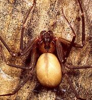 Brown-recluse