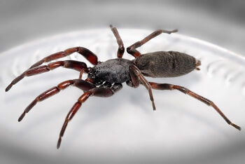 800px-White tailed spider