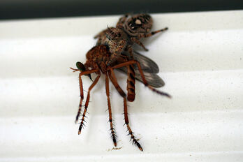 800px-Jumping Spider Eating a Mosquito