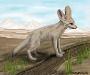 A fennec fox native to a hot climate - by ©artbythefennec