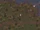 Lethe Wyvern Sighting