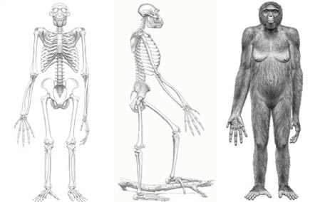 australopithecus skeleton
