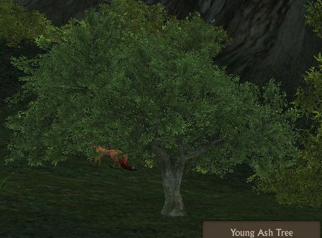 Ash Tree ArcheAge Wiki Fandom