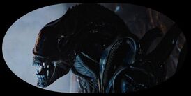 Ksenomorf