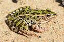 Leopard frog