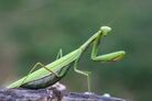 Preying mantis