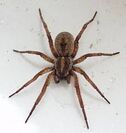 African wolf spider