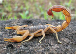 Scorpion Photograph By Shantanu Kuveskar