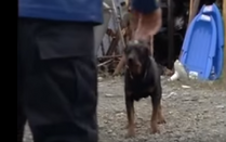 Suddenly, he bumps into a Rottweiler dog