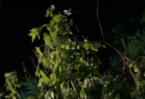 bushes outside of it shake and there are crying and wailing sounds come out from them!