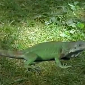 The Tale Of The Chameleons Are You Afraid Of The Dark Wiki Fandom